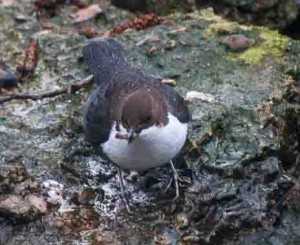 Black Bellied Dipper River Thet (1 of 3)