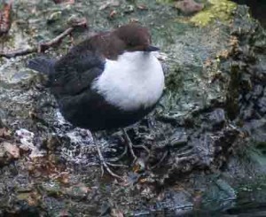 Black Bellied Dipper River Thet (2 of 3)