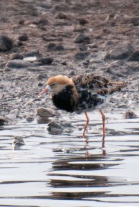 Ruff in Breeding Plumage, Martin Mere