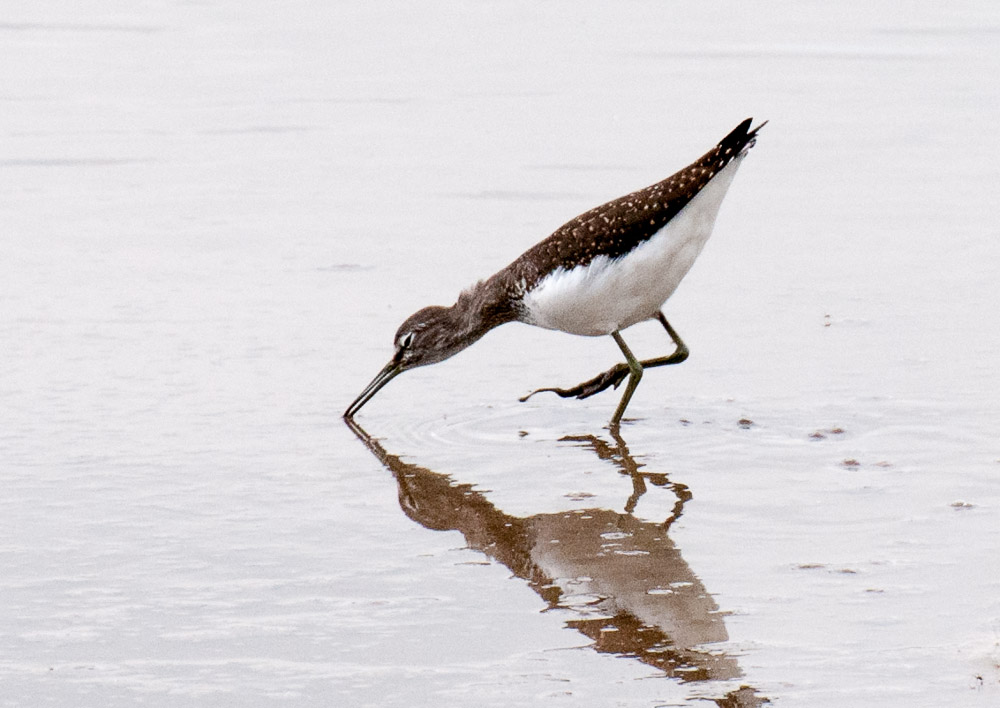 Wood Sandpiper Blacktoft Sands