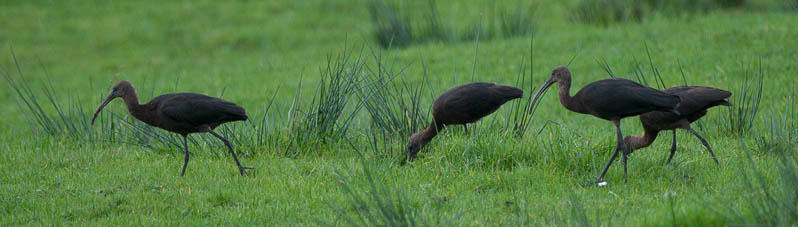 Glossy Ibis, Bolton