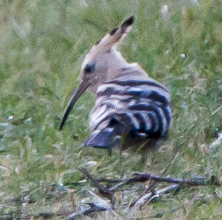 Hoopoe Pensarn December 2013