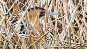 Bittern, Coward's Reedbed, Marbury Park