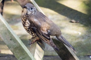 Mistle Thrush, Chequers Road, Chorlton