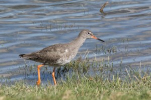 Common Redshank, Connah's Quay