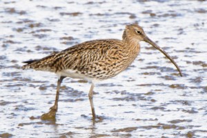 Curlew, Connah's Quay