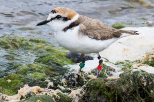 Kentish Plover, Salinas de Janubio, Lanzarote