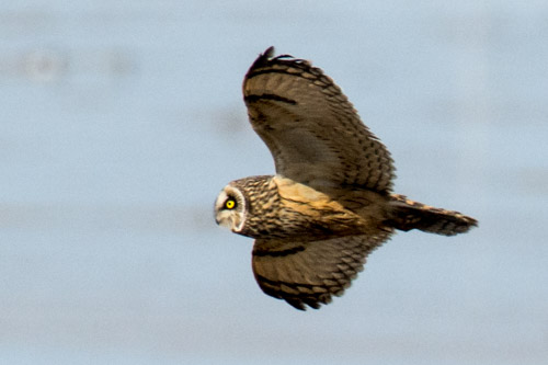 Short-eared Owl, Riverside Road, Heswall