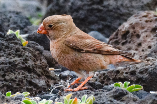 Trumpeter Finch, Salinas de Janubio, Lanzarote