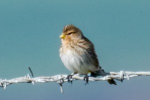 Twite, Connah's Quay