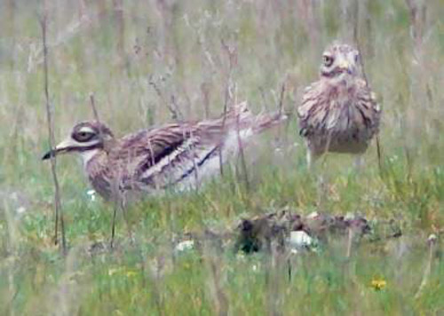 Stone Curlew, Weeting Heath