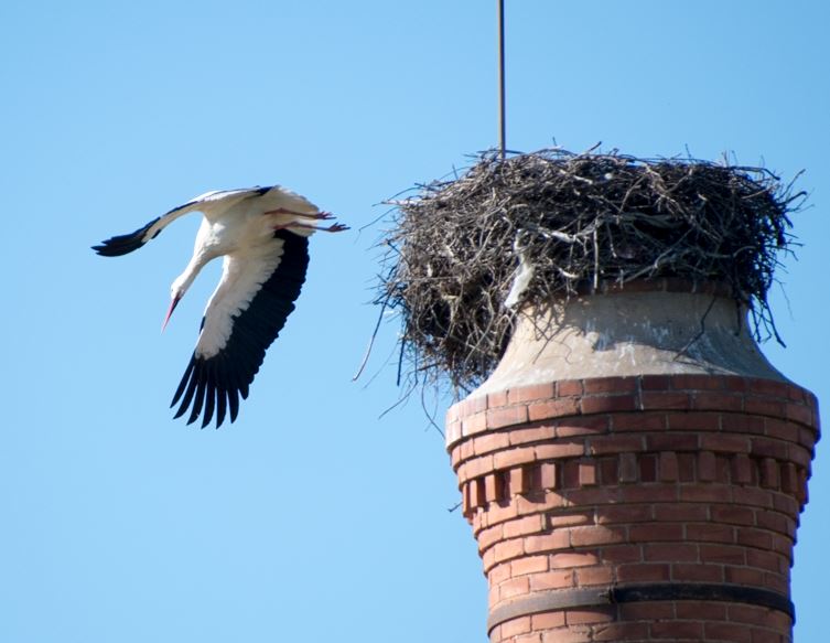White Stork Lagos